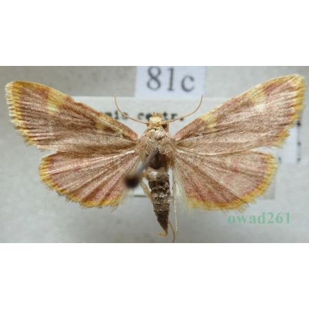 Hypsopygia costalis (Fabricius, 1775) Czech81c